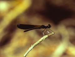 Aristocypha fenestrella