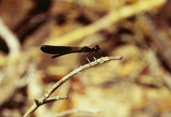 Aristocypha fenestrella