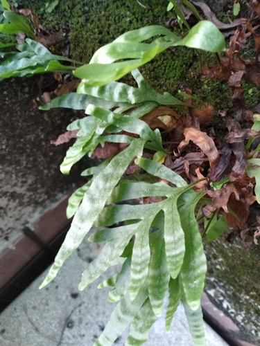 Drynaria roosii iNat (2)