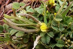Medicago polyceratia