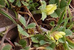 Medicago polyceratia