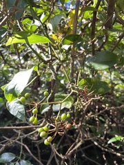 Smilax bracteata