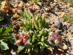 Trichodiadema occidentale