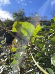 Smilax bracteata