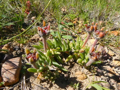 Trichodiadema occidentale