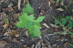 Cercospora liquidambaris