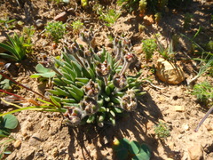 Trichodiadema occidentale