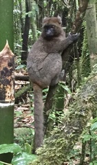 Prolemur simus