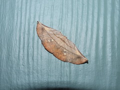 Xenomusa metallica