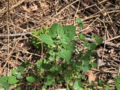 Chenopodium trigonon