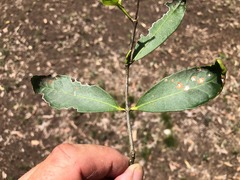 Elaeodendron australe