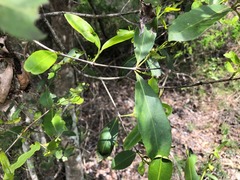 Elaeodendron australe
