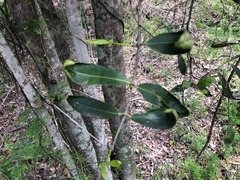 Elaeodendron australe