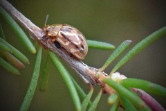 Paropsisterna intertincta