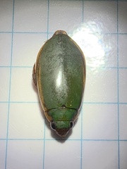 Onychohydrus scutellaris