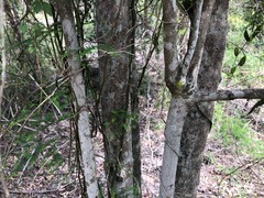 Elaeodendron australe