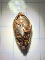 Onychohydrus scutellaris