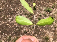 Elaeodendron australe