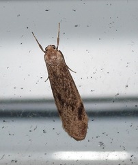 Graphosia stenopepla