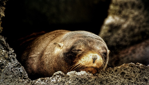 Photo of Galapagos Fur Seal (Arctocephalus galapagoensis)