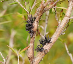 Septobasidium clelandii