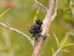 Septobasidium clelandii