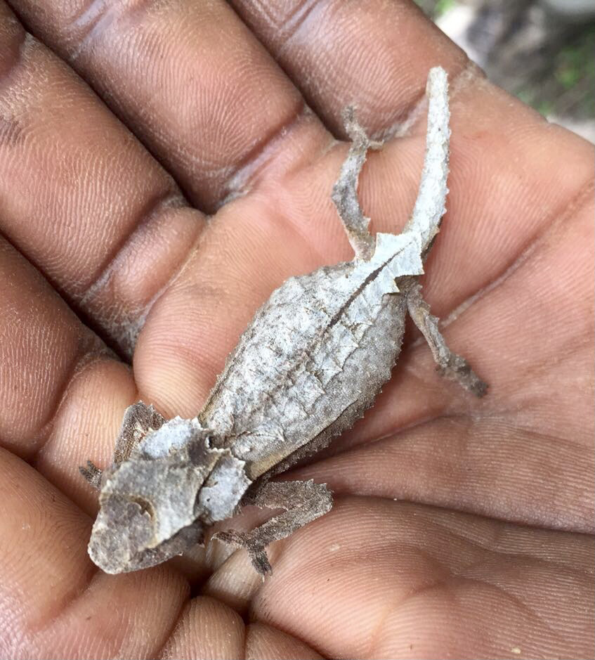 Anja Reserve Leaf Chameleon
