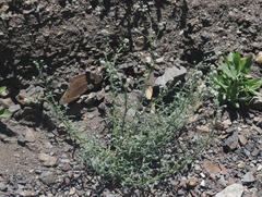 Cryptantha muricata