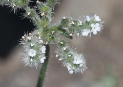 Cryptantha muricata