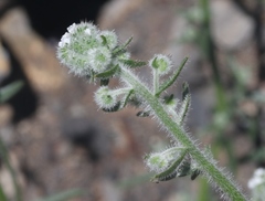 Cryptantha muricata