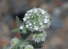 Cryptantha muricata