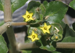 Mentzelia micrantha