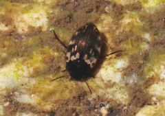 Leconectes striatellus