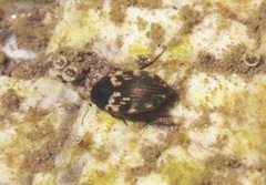 Leconectes striatellus