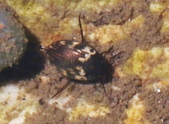 Leconectes striatellus