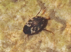 Leconectes striatellus