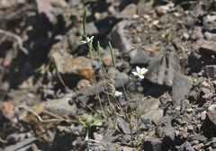 Meconella denticulata