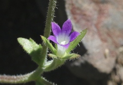 Githopsis diffusa