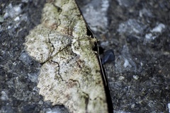 Paradarisa chloauges