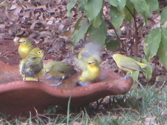 Zosterops senegalensis