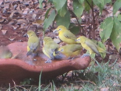 Zosterops senegalensis