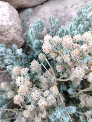 Teucrium pilosum iNat (2)