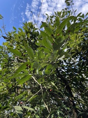 Gardneria multiflora