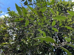 Gardneria multiflora