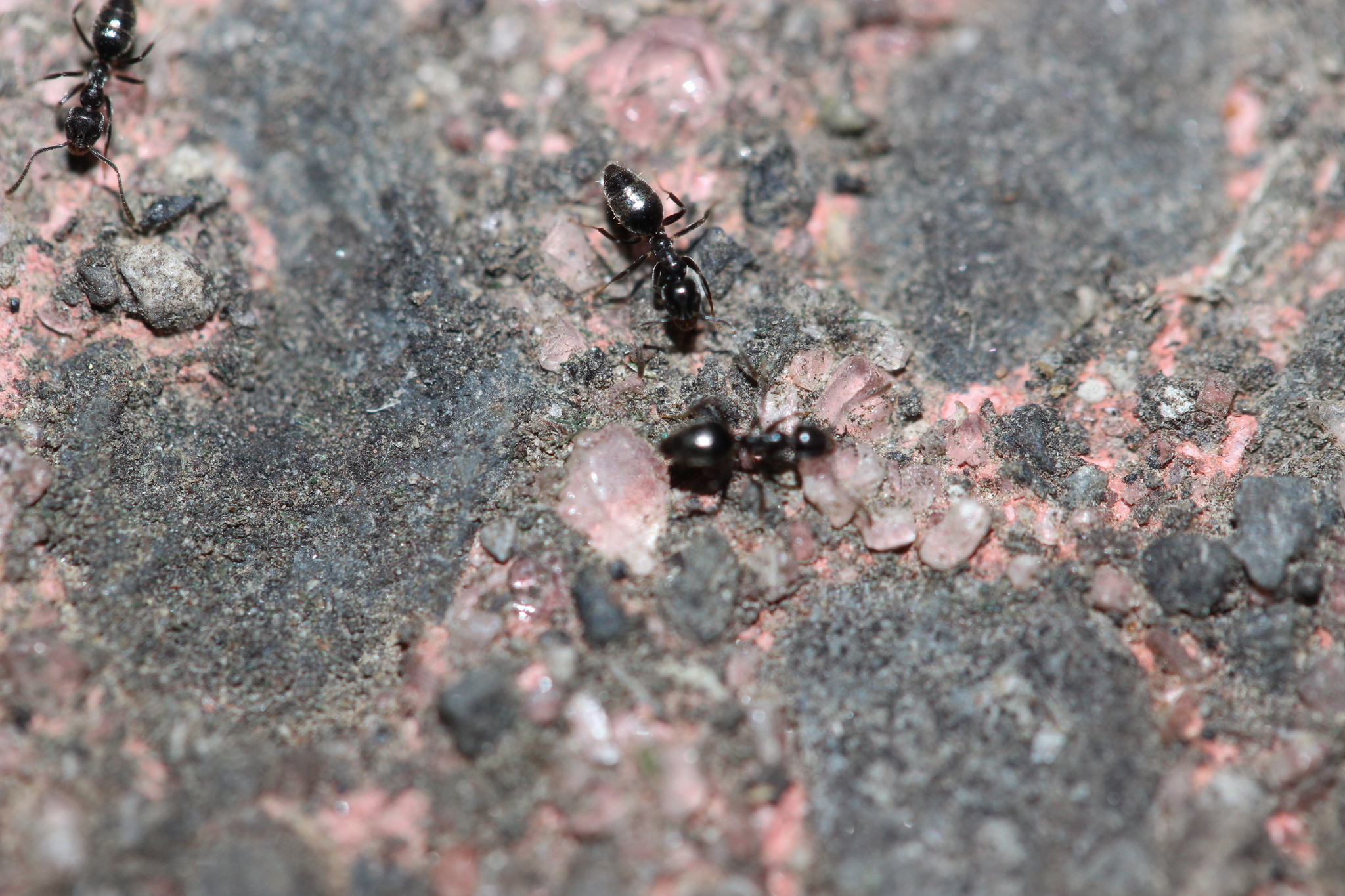 Technomyrmex jocosus