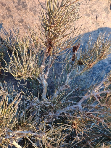 Image of Ephedra alata by (c) Denys Vynokurov, some rights reserved (CC BY)