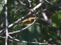 Callinicus pictitarsis