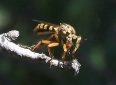 Callinicus pictitarsis