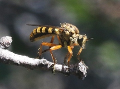 Callinicus pictitarsis