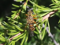 Callinicus pictitarsis